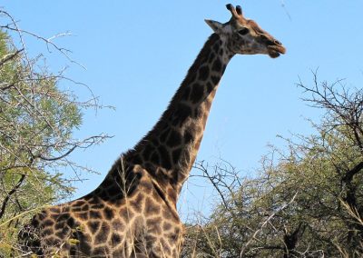 giraffe-image