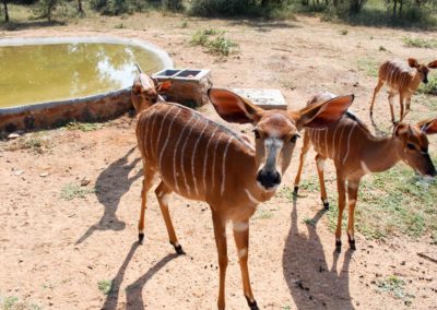 Animals1