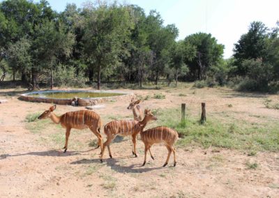 NagengAnimals1